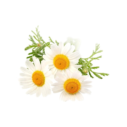 Chamomile