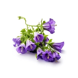 Allantoin