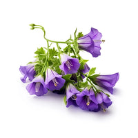 Allantoin