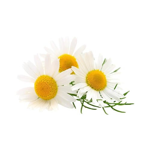 Chamomile