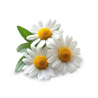 Chamomile