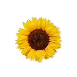 Sunflower Oil