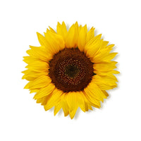 Oat & sunflower extract